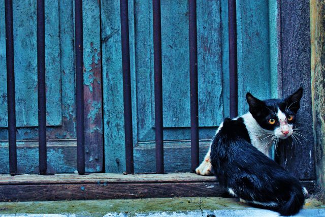 a cat sits alone against a blue wall