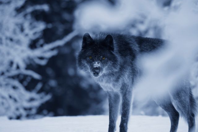 a lone wolf stands in a misty clearing