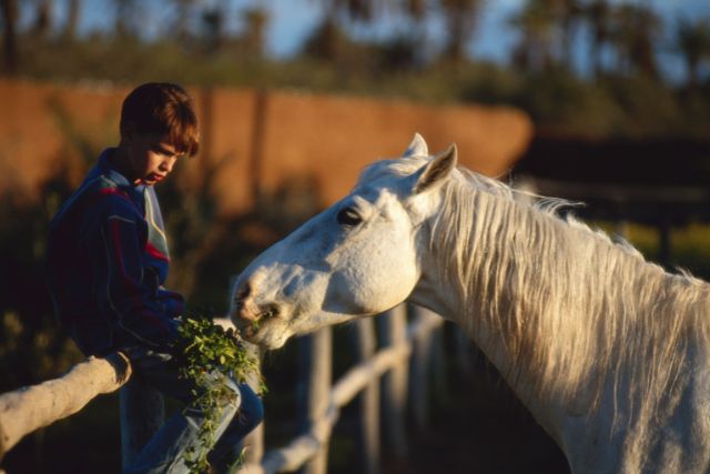 a boy sits on a fence and feeds a horse