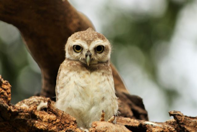 an owl sits outside