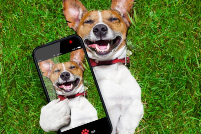 a dog lays on a field and takes selfies