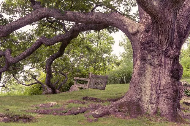 an old oak tree