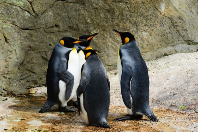 4 penguins stand in a huddle