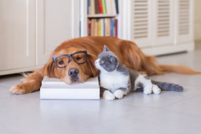 a cat and a dog lie together on a book