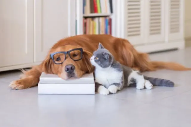 a cat and a dog lie together on a book