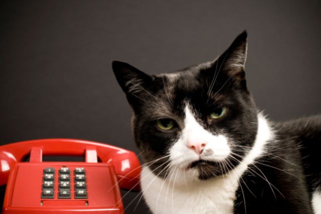 a black and white cat sits beside a phone