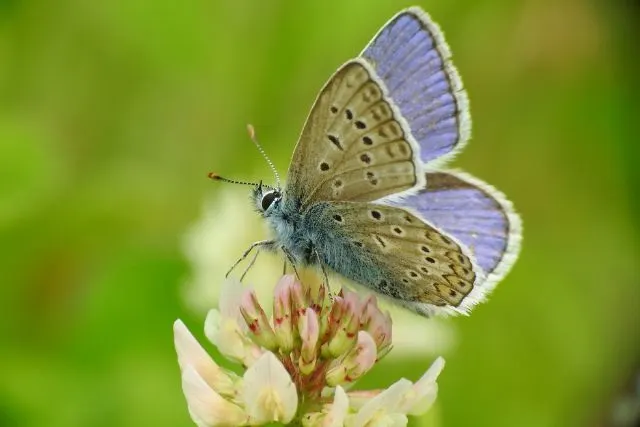 a moth on a flower