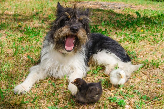 a dog lies beside two chicks