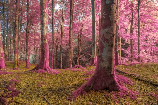 trees in a wood covered with something pink