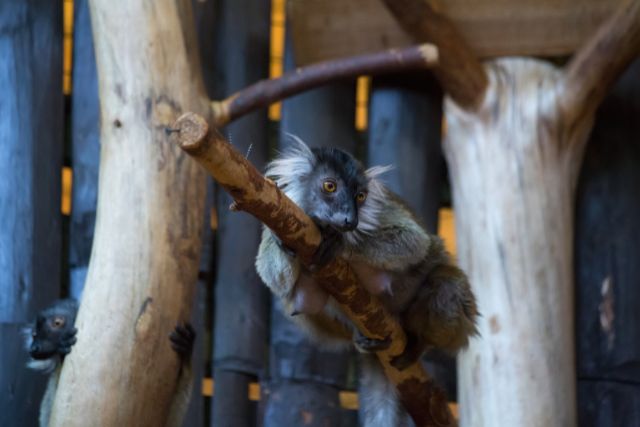 a lemur lies on a branch while another hides in the background