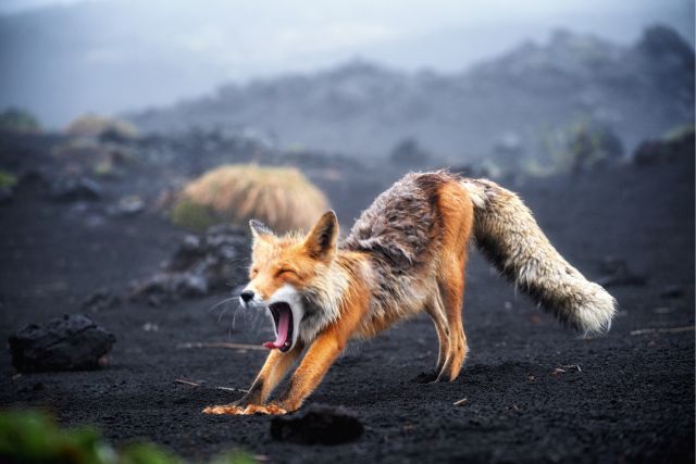a fox stretches and opens its mouth